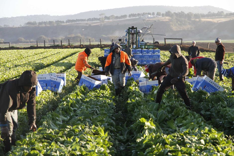 Verick Maplecroft Risk Alert 27 July 2023: UK’s Seasonal Worker Scheme Raising Human Rights Concerns in the Food Sector
