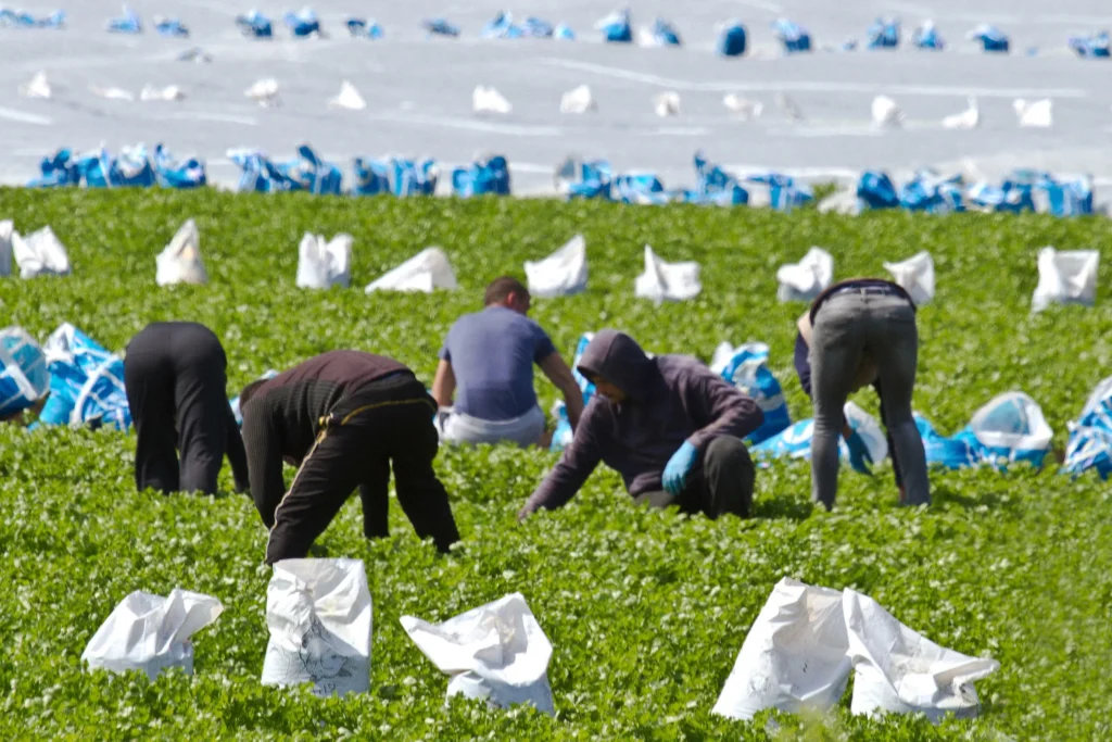 6th Nov 2023: TBIJ - New Report Urges Stronger Protections for UK's Seasonal Workers 