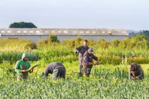 UK government ‘breaching international law’ with seasonal worker scheme, says UN envoy