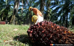 Plantation firms wary of ‘forced labour’ concerns in hiring 200,000 surplus foreign workers/criminal syndicate victims in Malaysia, says minister - indeed he’s right, who wants to take on destitute foreign workers often with US$4-7000 in debt?