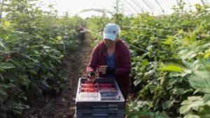 England again employs seasonal fruit pickers from Indonesia