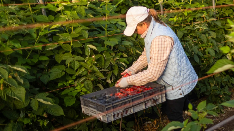 Fruit pickers from Indonesia say allegations highlight risk of exploitation for seasonal workers.