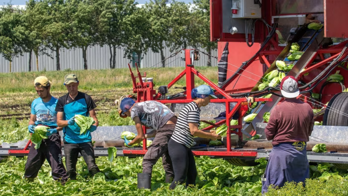 The seasonal worker scheme allows UK growers to hire around 45,000 people a year on six-month visas