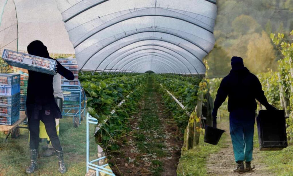 Agency that brought heavily indebted Indonesian farmworkers into UK seasonal workers scheme loses licence